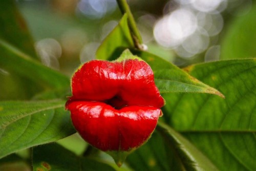 lip flower